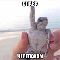 слава черепахам