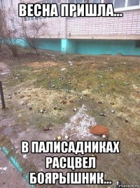 весна пришла... в палисадниках расцвел боярышник...