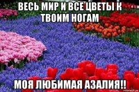 весь мир и все цветы к твоим ногам моя любимая азалия!!