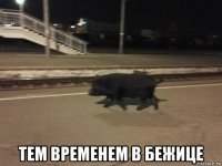 тем временем в бежице