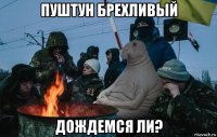 пуштун брехливый дождемся ли?