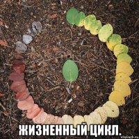  жизненный цикл.