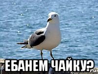  ебанем чайку?