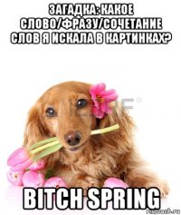 загадка: какое слово/фразу/сочетание слов я искала в картинках? bitch spring