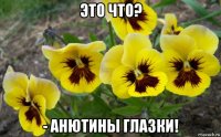 это что? - анютины глазки!