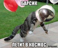 барсик летит в космос
