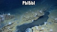 рыбы 