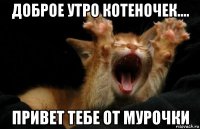 доброе утро котеночек.... привет тебе от мурочки