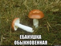  ебанушка обыкновенная