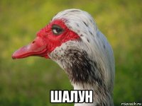  шалун