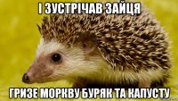 і зустрічав зайця гризе моркву буряк та капусту