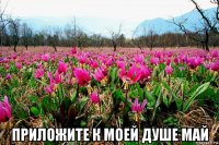  приложите к моей душе май