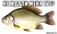 не ждали меня тут? 
