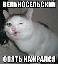 велькосельский опять нажрался