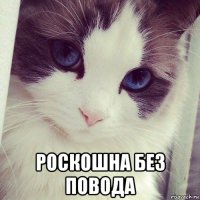  роскошна без повода
