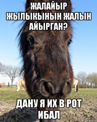 жалайыр жылыкынын жалын айырган? дану я их в рот ибал