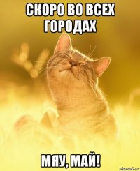 скоро во всех городах мяу, май!