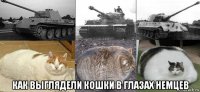  как выглядели кошки в глазах немцев