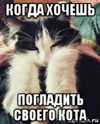 когда хочешь погладить своего кота