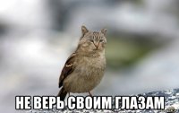 не верь своим глазам