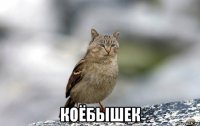  коёбышек