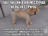 чау-чау ни в коем случае нельзя стричь! собака чау-чау использует свою шерсть как кондиционер: зимой шерсть бережет от переохлаждения, а летом – от перегрева.