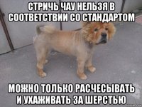 стричь чау нельзя в соответствии со стандартом можно только расчесывать и ухаживать за шерстью