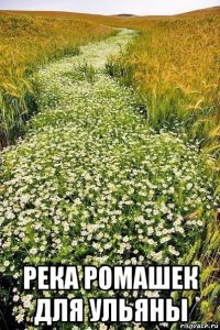  река ромашек для ульяны