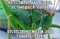 но, если туп, как дерево, останешься - попов отсутствуют мозги, зото скакать готов!