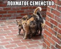 лохматое семейство 