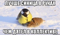 лучше синица в руках чем дятел в коллективе