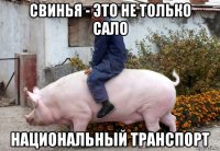 свинья - это не только сало национальный транспорт