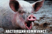  настоящий коммунист