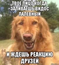 твое лицо когда заливаешь видос палевный и ждешь реакцию друзей