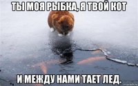 ты моя рыбка, я твой кот и между нами тает лед.