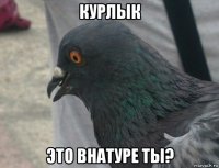 курлык это внатуре ты?