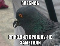 заебись спиздил брошку, не заметили