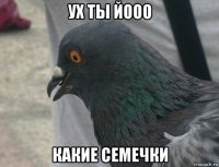ух ты йооо какие семечки