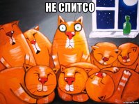 не спитсо 