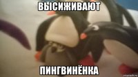 высиживают пингвинёнка