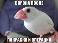 ворона после покраски и операции