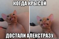когда крысой достали алекстразу