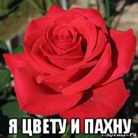  я цвету и пахну