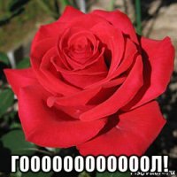  гоооооооооооол!