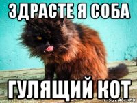 здрасте я соба гулящий кот