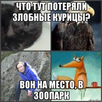 что тут потеряли злобные курицы? вон на место, в зоопарк