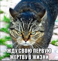  жду свою первую жертву в жизни
