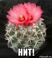  нит!