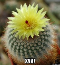  хуй!