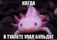 когда в туалете упал бульдог